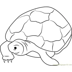 Nervous Turtle Free Coloring Page for Kids