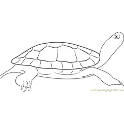 Painted Turtle Free Coloring Page for Kids