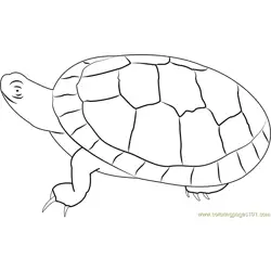 Southern Painted Turtle Free Coloring Page for Kids