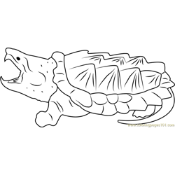 Turtle Don Free Coloring Page for Kids