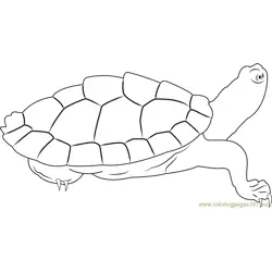 Turtle Look Free Coloring Page for Kids