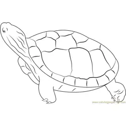 Turtle Looking Up Free Coloring Page for Kids