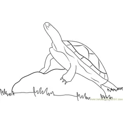 Turtle On Rock Free Coloring Page for Kids