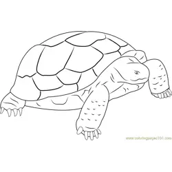 Turtle Standding on Rock Free Coloring Page for Kids