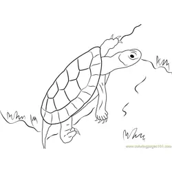 Turtle Up Free Coloring Page for Kids