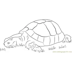 Turtle in Grass Free Coloring Page for Kids