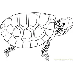 Turtle Free Coloring Page for Kids