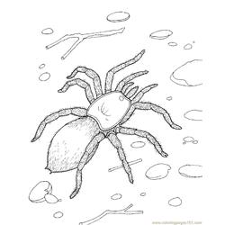 Spider new 51 Free Coloring Page for Kids