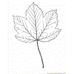 Maple 22 Free Coloring Page for Kids