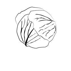 Cabbage 1 Free Coloring Page for Kids