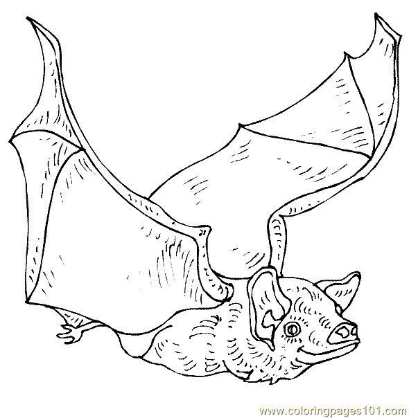 Coloring Pages Bat Coloring Page - Batcoloringpage12 Prjky 