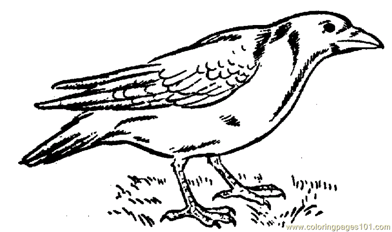 Coloring Pages Crow (Birds > Crow) - free printable coloring page online